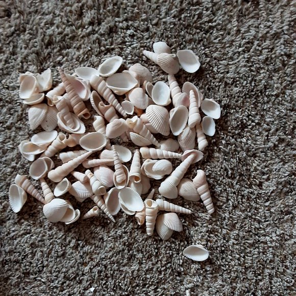 Shells - Picture 1 of 1